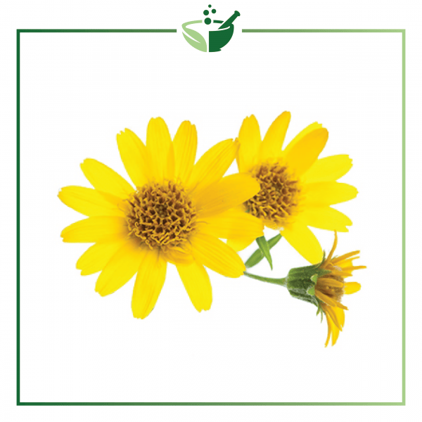 Arnica Oil-01-01
